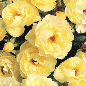 Rose Golden Touch (pbr) Rose Golden Touch (pbr)