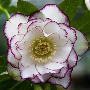 Hellebore Double Picotee Hellebore Double Picotee
