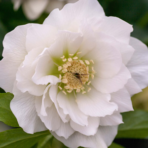 Hellebore Double White Hellebore Double White