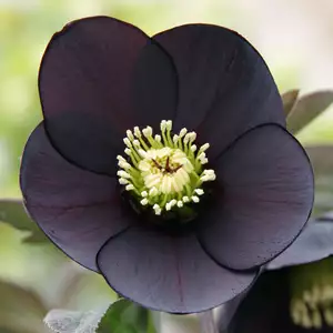 Hellebore Single Black