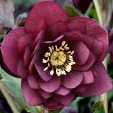Hellebore Double Red Hellebore Double Red