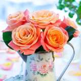 Rose Joyfulness Rose Joyfulness
