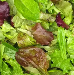 Seed – Mesclun Gourmet Salad Seed – Mesclun Gourmet Salad