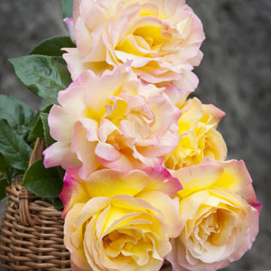Standard Rose Peace Standard Rose Peace