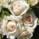 Rose Irresistible Rose Irresistible