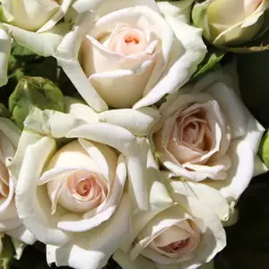 Rose Irresistible Rose Irresistible