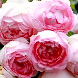 Climbing Rose Jasmina Climbing Rose Jasmina