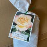 Rose Joyfulness Rose Joyfulness