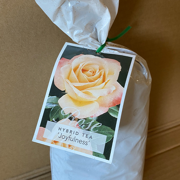 Rose Joyfulness Rose Joyfulness