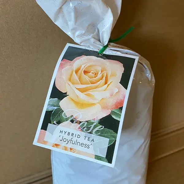 Rose Joyfulness Rose Joyfulness