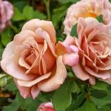 Rose Soul Sister (Pbr)