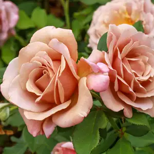 Rose Soul Sister (Pbr)