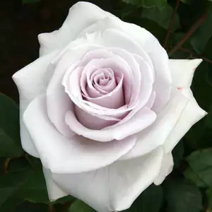 Rose Stainless Steel Rose Stainless Steel