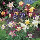 Aquilegia Mckanna Giant 150 Pk 16 Jpg - Garden Express Australia