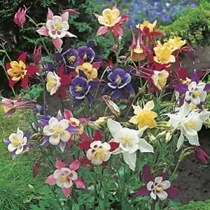 Seed – Aquilegia Mckana Giants Seed – Aquilegia Mckana Giants
