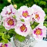 Brindabella Eyes For You Vase - Garden Express Australia