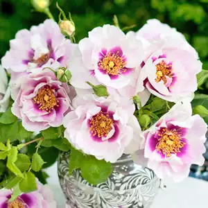 Rose Eyes For You (Pbr) Rose Eyes For You (Pbr)