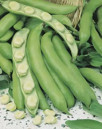 Seed – Broad Bean Coles Early Dwarf Seed – Broad Bean Coles Early Dwarf
