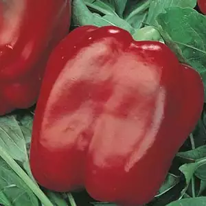 Seed – Capsicum Californian Wonder Seed – Capsicum Californian Wonder