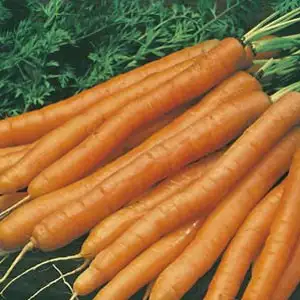 Seed – Carrot Baby Pak