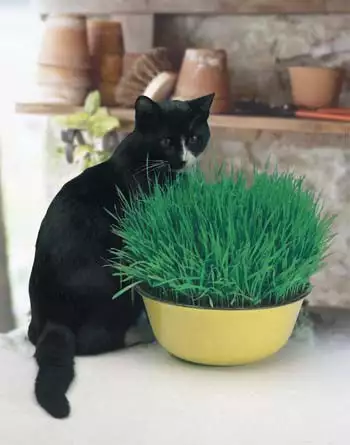 Seed – Cat Grass Seed – Cat Grass