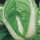 Chinese Cabbage Wong Bok 100 Pk 16 - Garden Express Australia