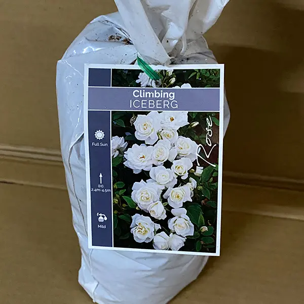 Climbing Rose Iceberg Climbing Rose Iceberg