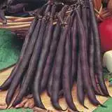 Climbing Bean Purple King 25g Pk 16 - Garden Express Australia