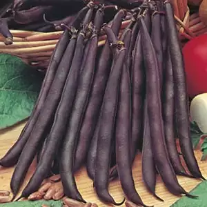 Seed – Climbing Bean Purple King Seed – Climbing Bean Purple King