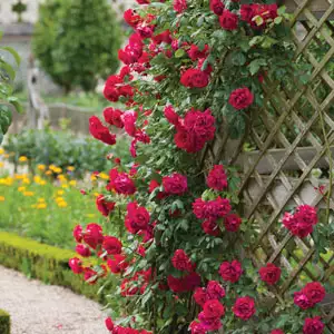 Climbing Rose Mr Lincoln Climbing Rose Mr Lincoln