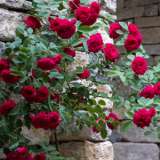 Climbing Rose Red Pierre 2019 Roscrpi - Garden Express Australia