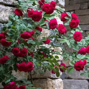 Climbing Rose Red Pierre De Ronsard (pbr) Climbing Rose Red Pierre De Ronsard (pbr)