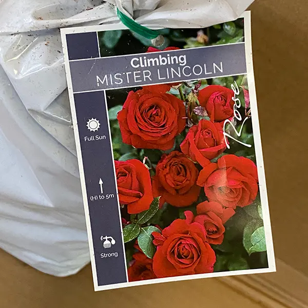 Climbing Rose Mr Lincoln Climbing Rose Mr Lincoln