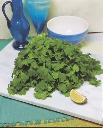 Seed – Coriander Lemon Seed – Coriander Lemon