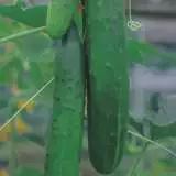 Cucumber Burpless Tasty Green 20 Pk 16 - Garden Express Australia