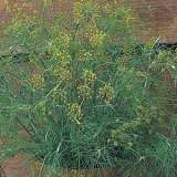 Dill 750pk 16 - Garden Express Australia