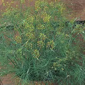 Seed – Dill Seed – Dill