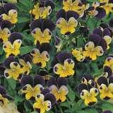 Heartsease Jonny Jump Up150 Pk 16 - Garden Express Australia