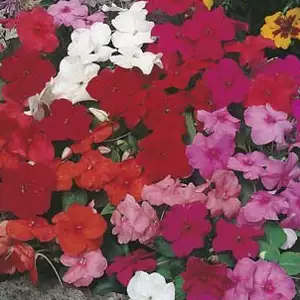 Seed – Impatiens Safari Mixed/colour Cocktail Seed – Impatiens Safari Mixed/colour Cocktail