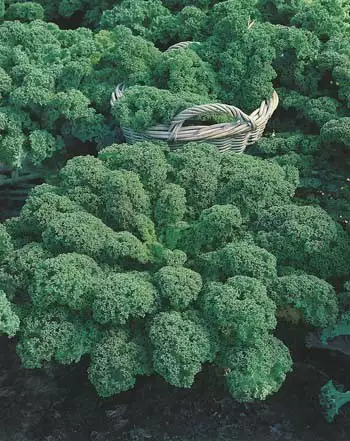Seed – Kale Green Dwarf Curled Seed – Kale Green Dwarf Curled