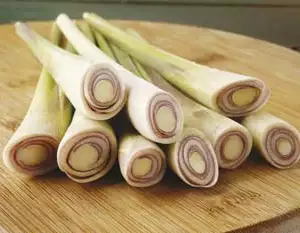 Seed – Lemon Grass Seed – Lemon Grass