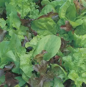 Seed – Lettuce Mixed Salad Leaves Seed – Lettuce Mixed Salad Leaves