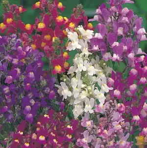 Seed – Linaria Fairy Bouquet Seed – Linaria Fairy Bouquet