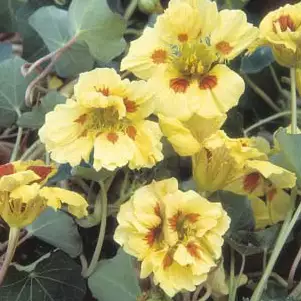 Seed – Nasturtium Peach Melba Seed – Nasturtium Peach Melba