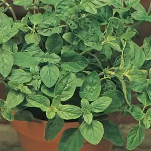 Seed – Oregano Seed – Oregano