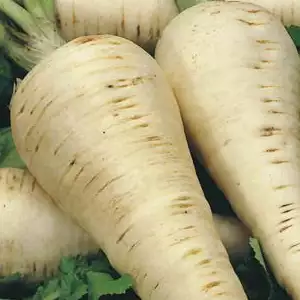 Seed – Parsnip Hollow Crown Seed – Parsnip Hollow Crown