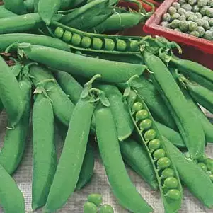 Seed – Pea Telephone Seed – Pea Telephone