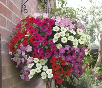 Seed – Petunia Rapid Mixed F1 (trailing) Seed – Petunia Rapid Mixed F1 (trailing)