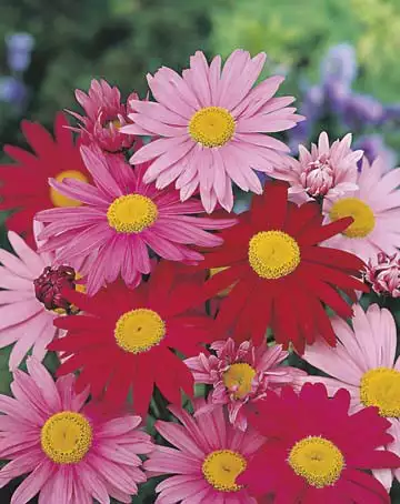 Seed – Painted Daisy Large Flowered Hybrid Pyrethrum Seed – Painted Daisy Large Flowered Hybrid Pyrethrum