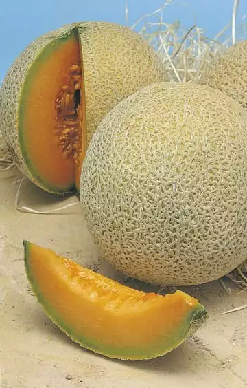 Seed – Rock Melon Hales Best Seed – Rock Melon Hales Best